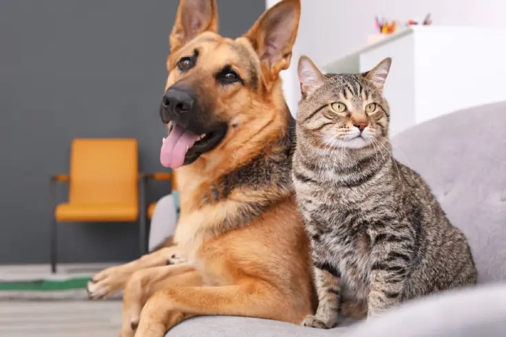 How to Calculate Daily Calories for Dogs and Cats